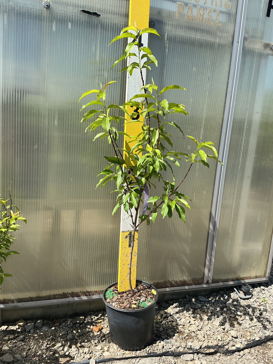 Prunus persica 'Reliance' — G3 36