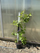 Stewartia pseudocamellia