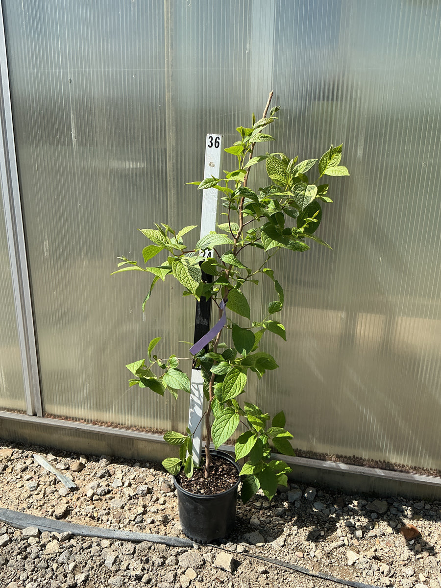 Stewartia pseudocamellia — G1 5-6' TREE