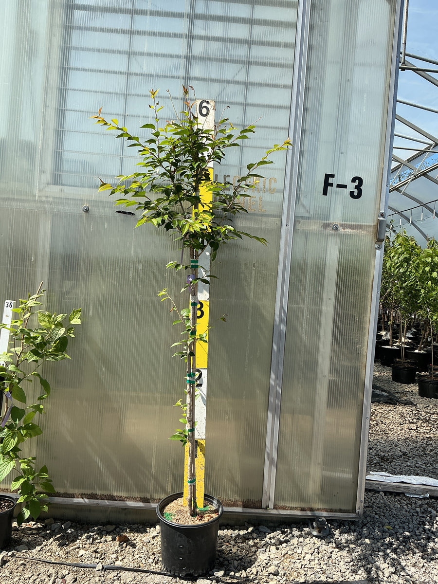 Prunus subhirtella 'Autumnalis' — G3