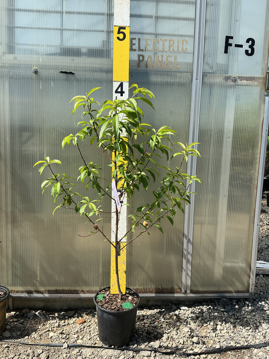 Prunus 'Fruit Belle Of Georgia' — G3 36