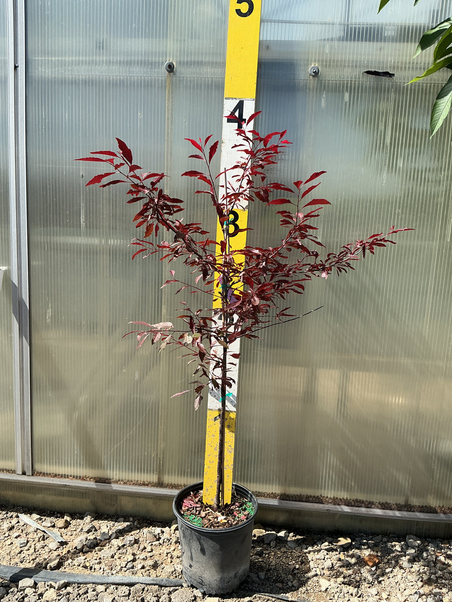 PRUNUS FRUIT-S. ALL RED