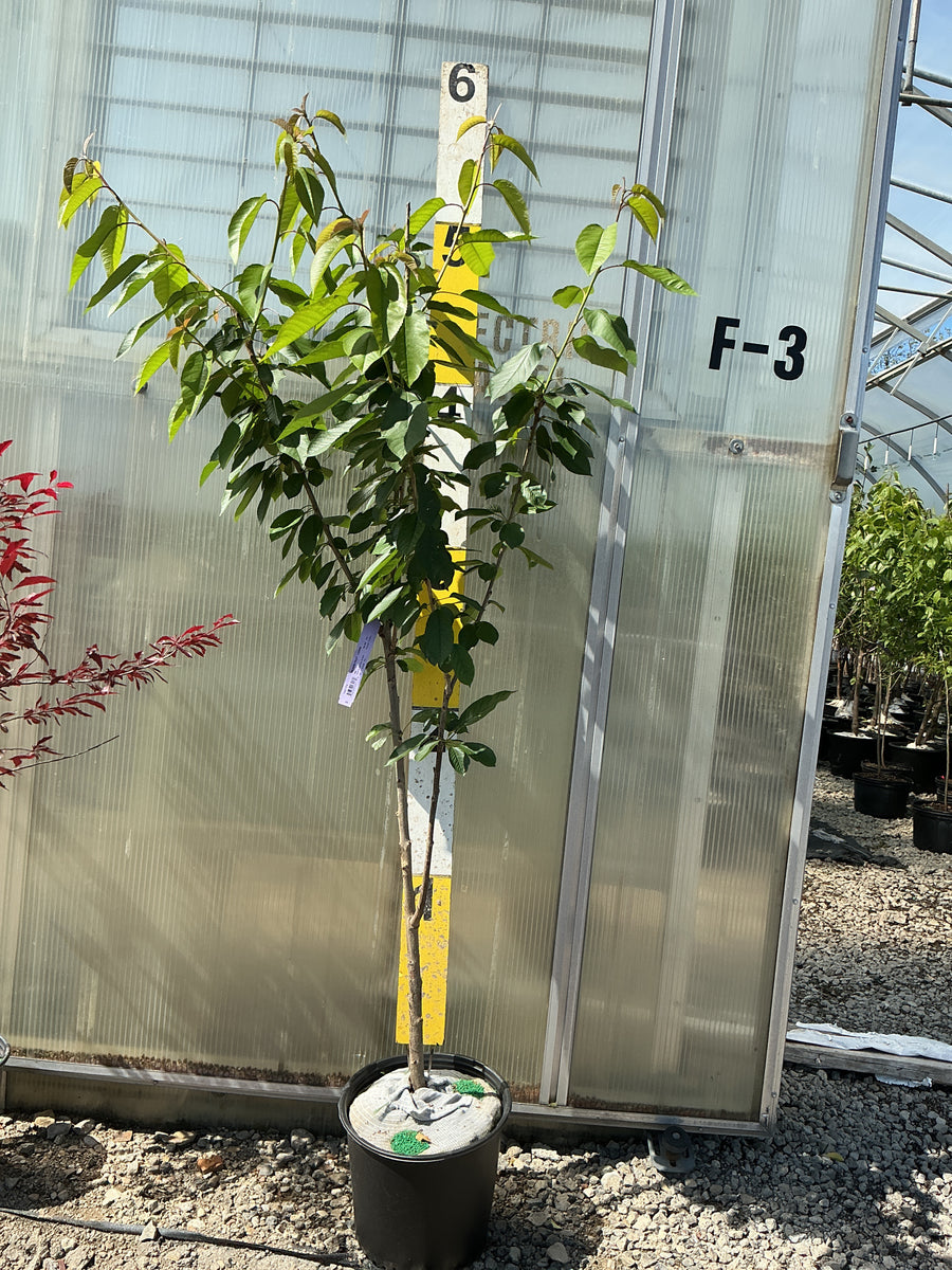 Prunus 'Fruit Lapins' — G5 60