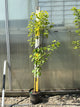 PYRUS FRUIT - SHINKO