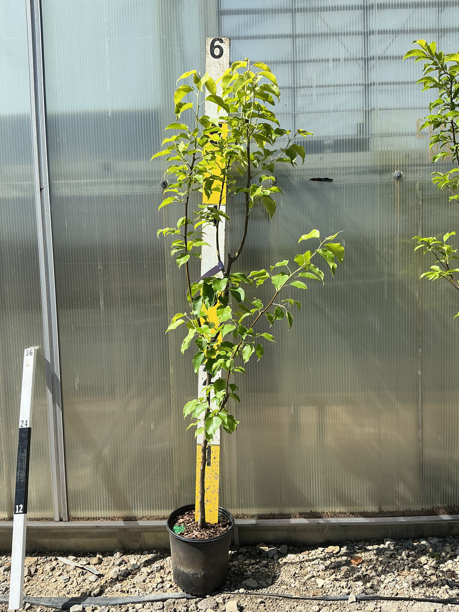 PYRUS FRUIT - SHINKO — G3 36