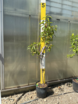 Prunus persica 'Country Sweet'