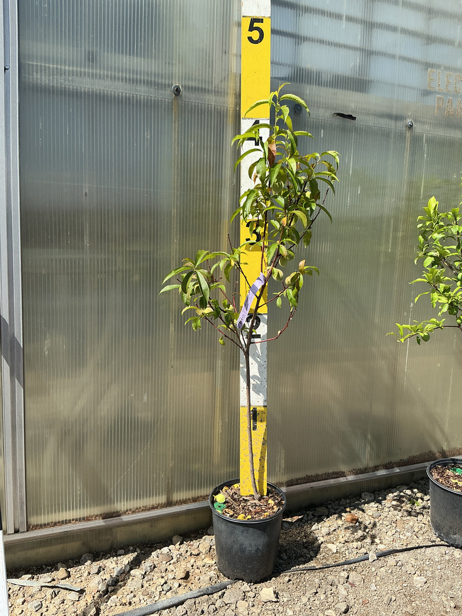 Prunus persica 'Country Sweet' — G3 36