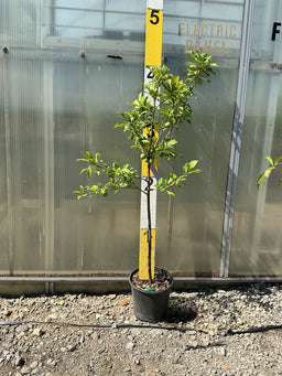 Prunus salicina 'Burbank'