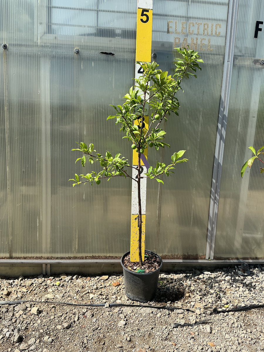Prunus salicina 'Burbank' — G5 60