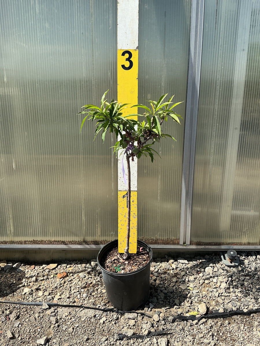 Prunus 'Fruit Bonanza' — G3 36