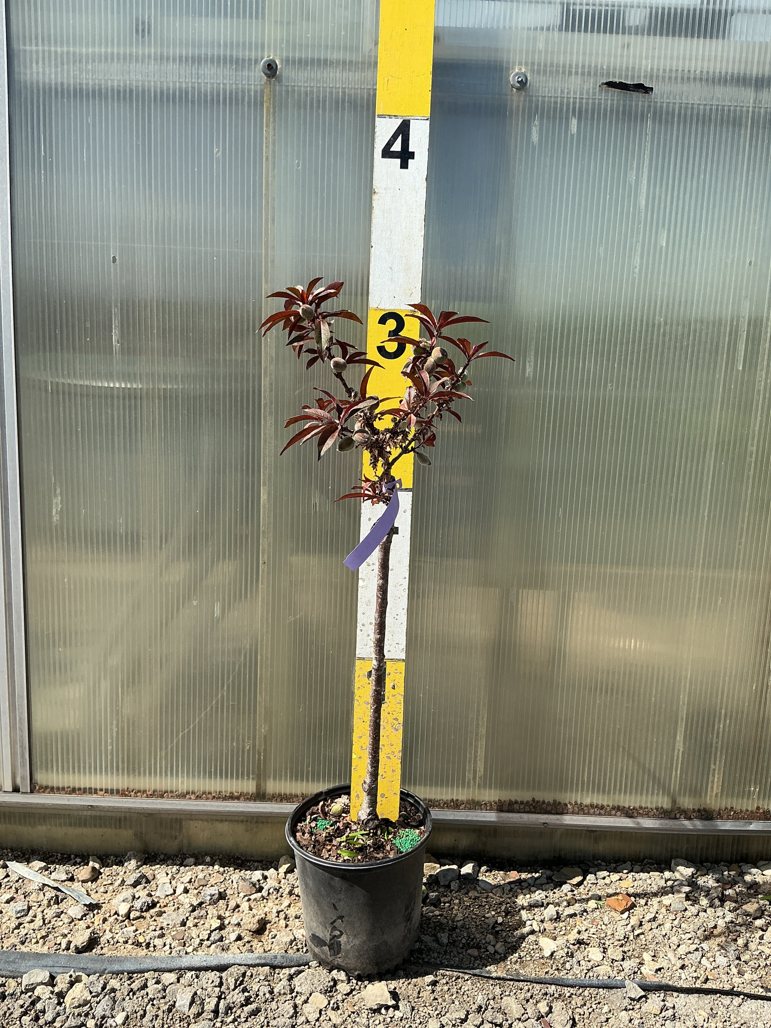Prunus persica 'Bonfire'