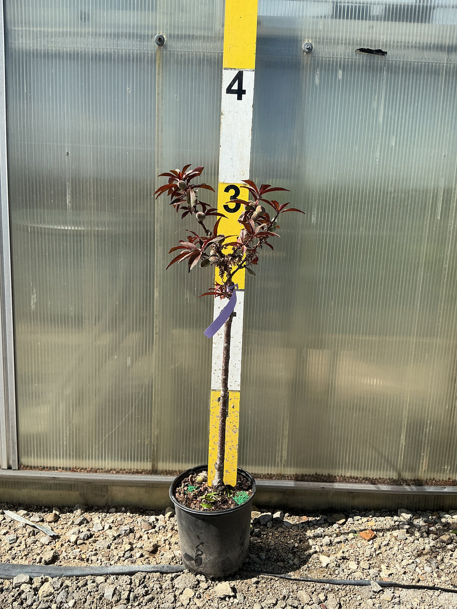Prunus persica 'Bonfire' — G3 36
