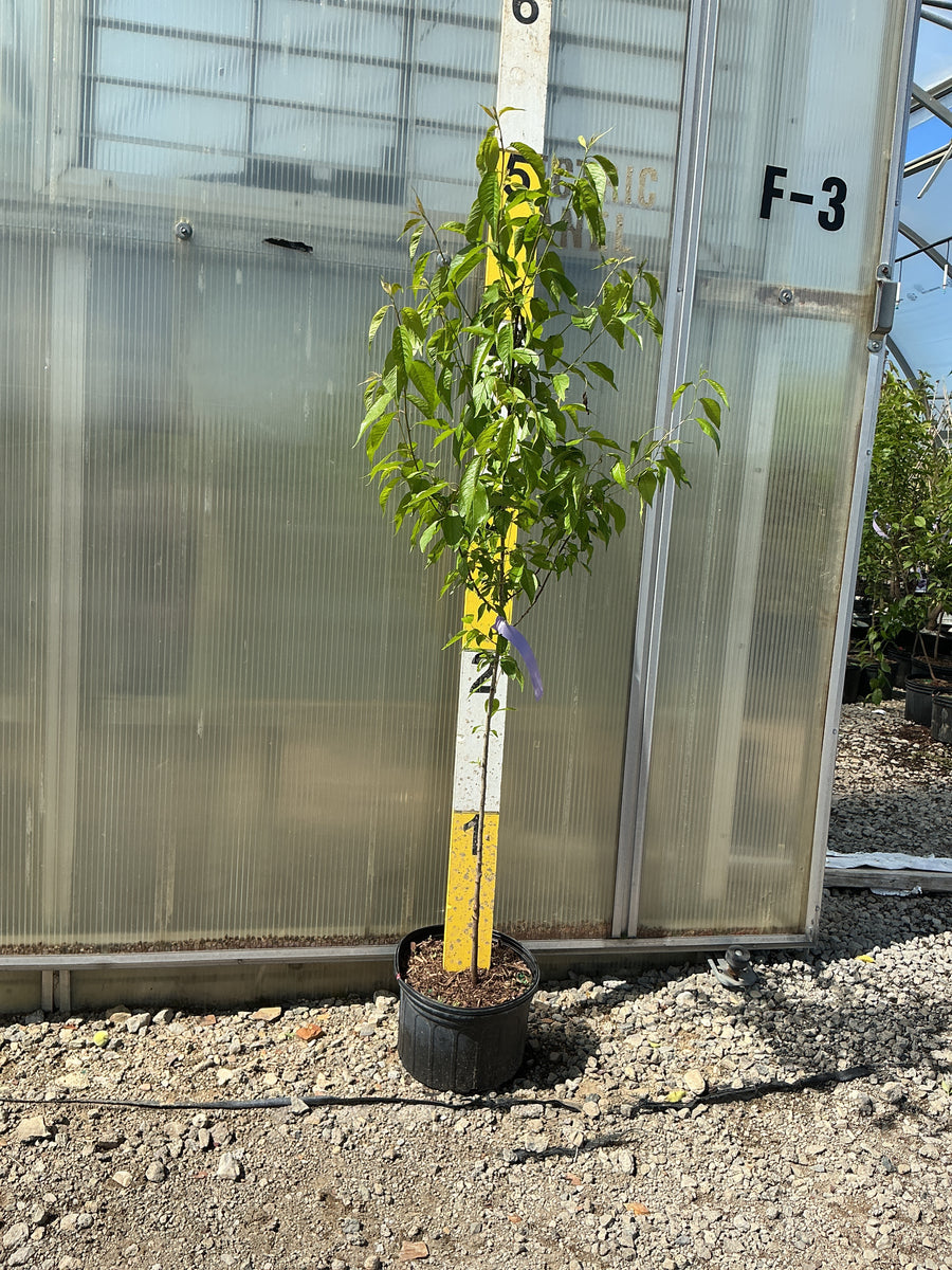 Prunus angustifolia — G3 RP