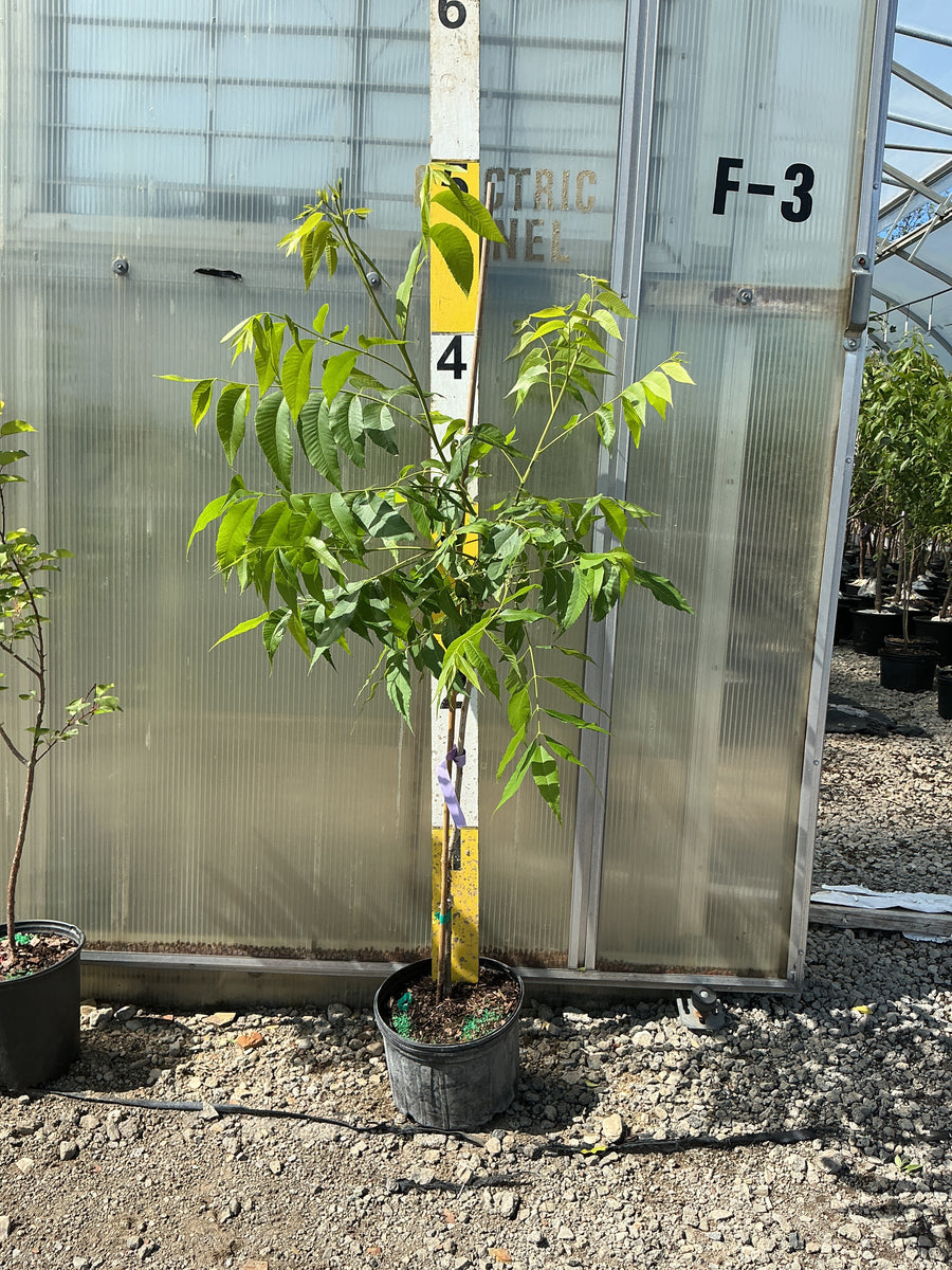 CARYA ILLINOINENSIS LABBETTE — G3 RP