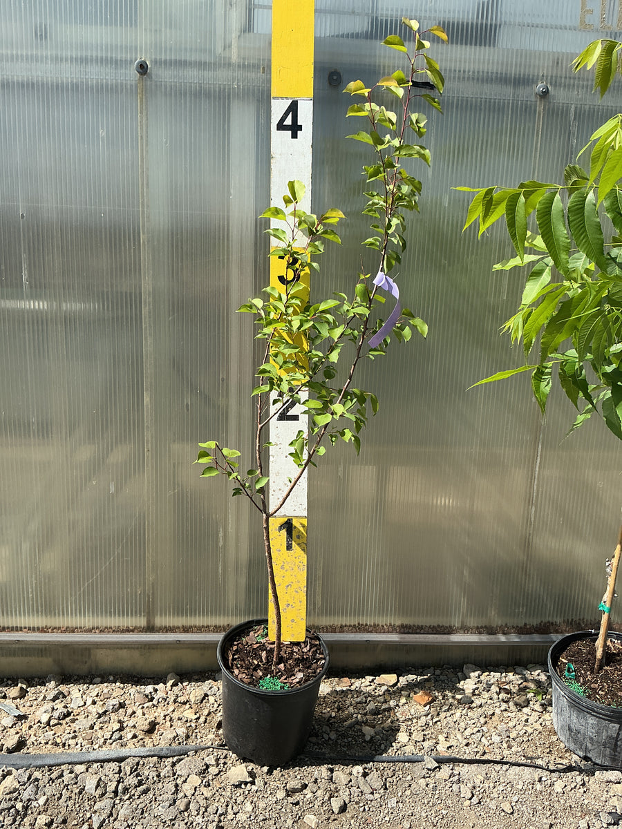 Prunus 'Fruit Moorpark' — G3 36