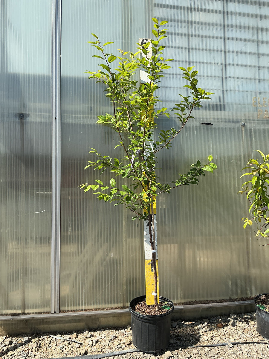 Prunus 'Fruit Methley Plum' — G5