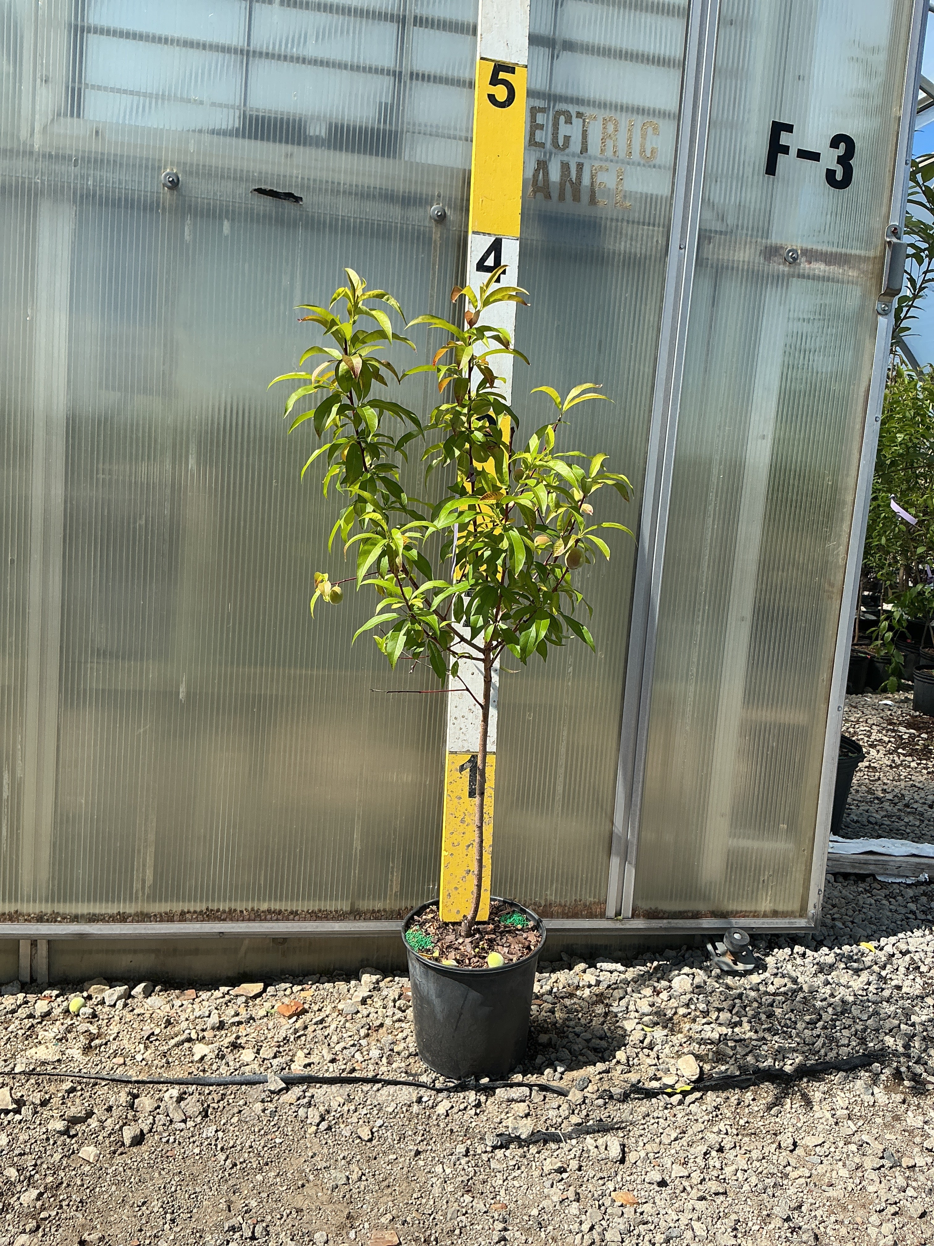Prunus persica 'Redhaven'