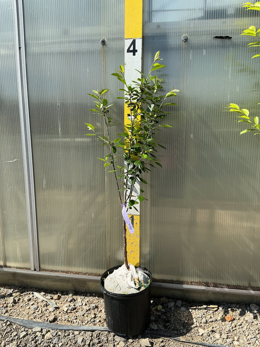 Prunus avium 'Stella' — G5