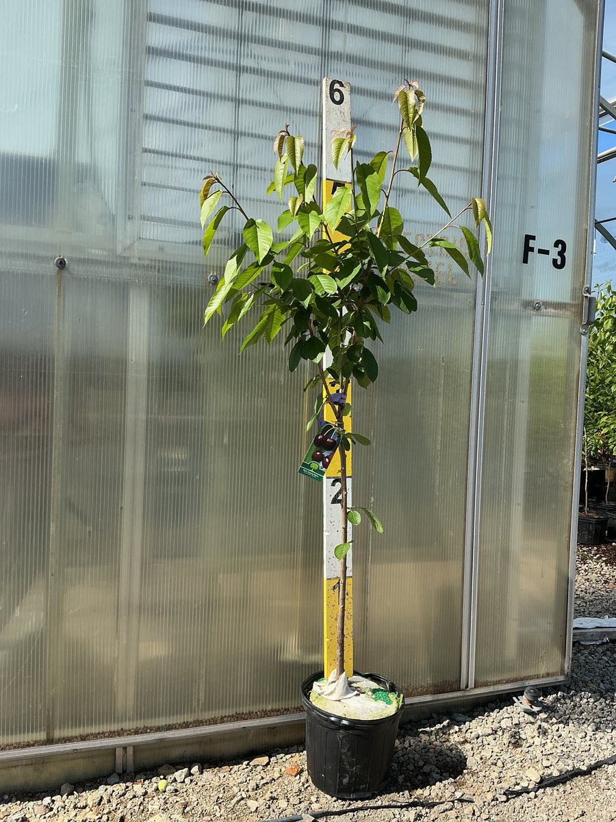 Prunus 'Fruit Black Tartarian' — G5 60