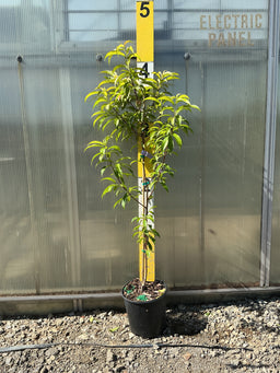 PRUNUS FRUIT - BIG RED