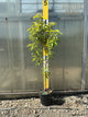 PRUNUS FRUIT - BIG RED