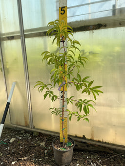 PRUNUS FRUIT - HARVESTER