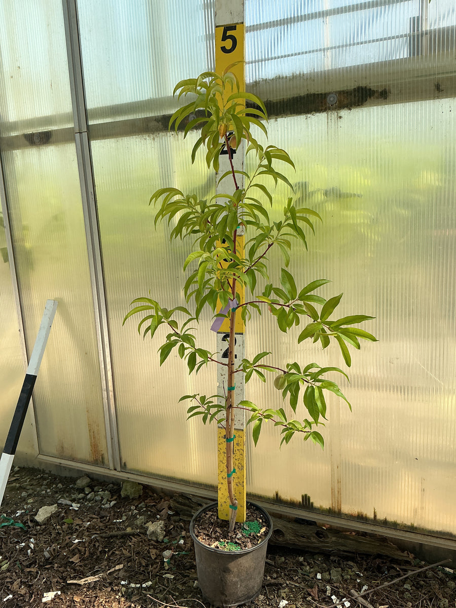 PRUNUS FRUIT - HARVESTER