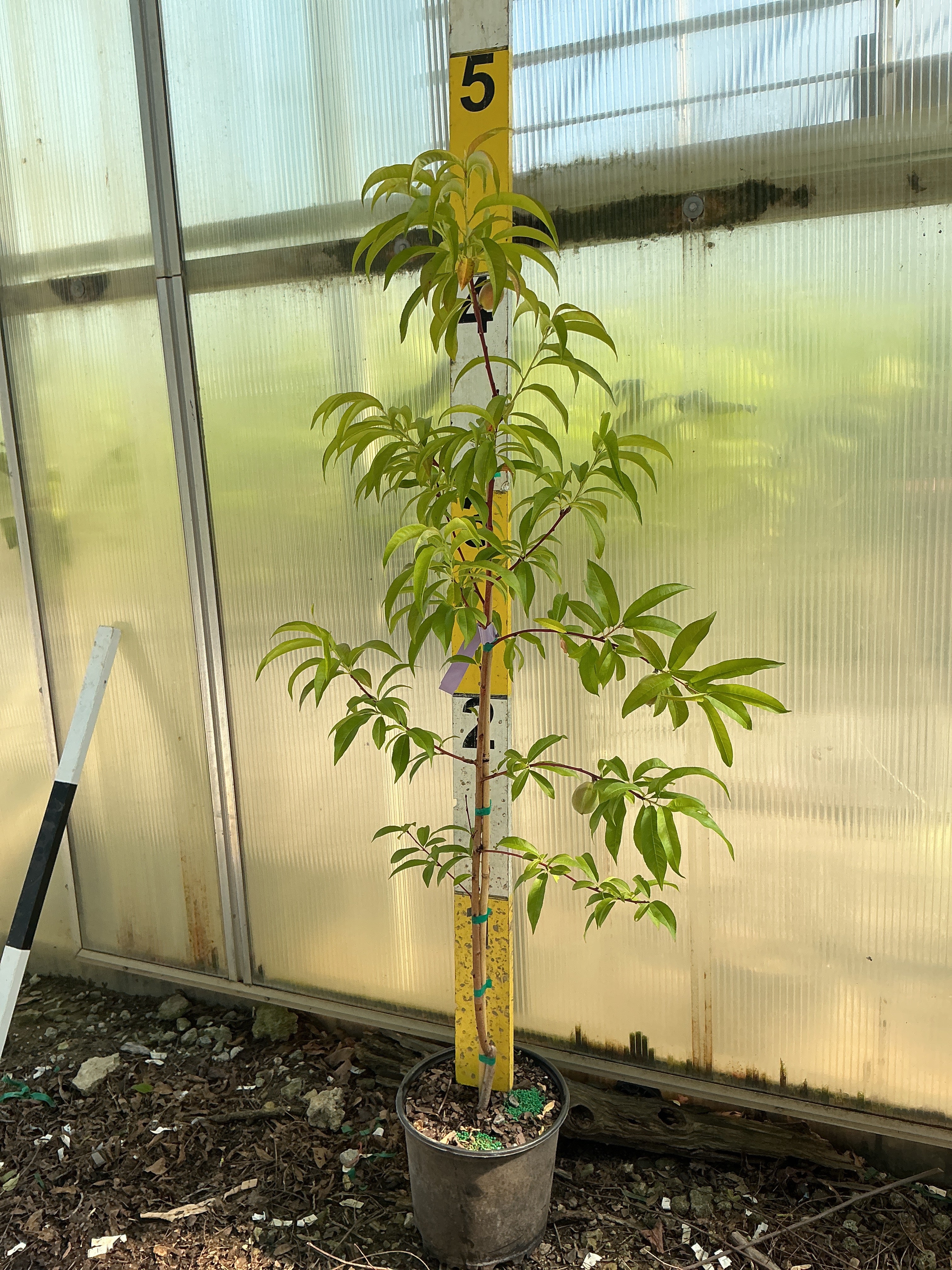 PRUNUS FRUIT - HARVESTER