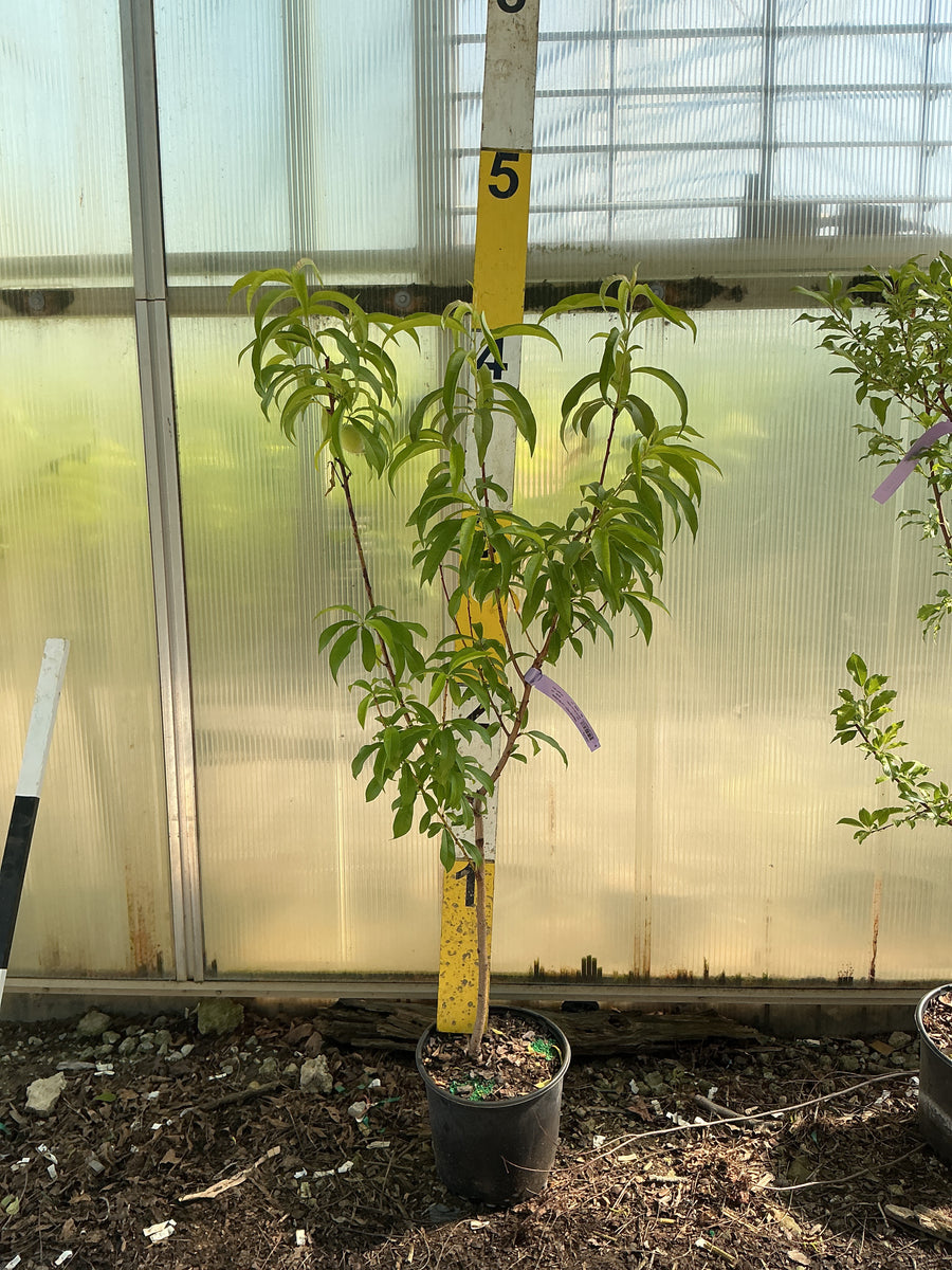 Prunus persica 'La Feliciana' — G3 36