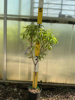 PRUNUS FRUIT - BLAZEPRINCE