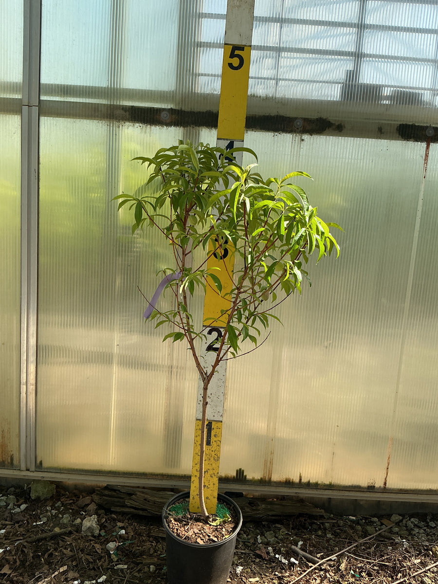 PRUNUS FRUIT - BLAZEPRINCE — G3 36