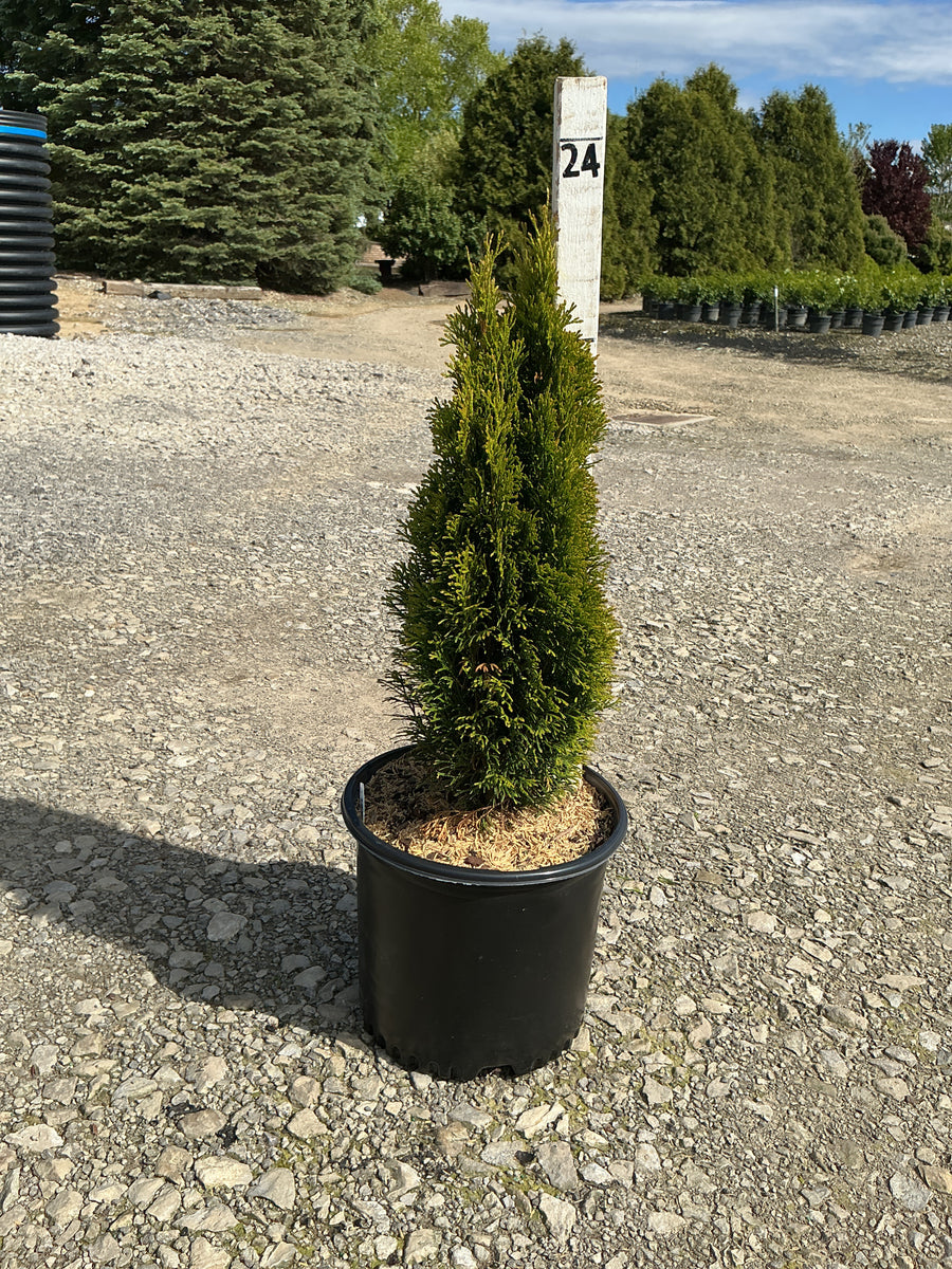 Thuja occidentalis 'Emerald Petite' — G3 18