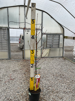 Prunus persica 'Babcock'