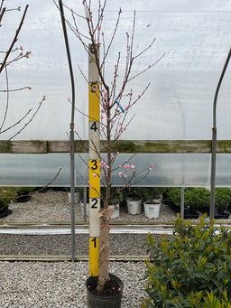 Prunus persica var. nucipersica 'Flavortop'