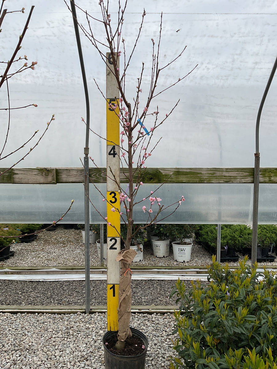 Prunus persica var. nucipersica 'Flavortop'