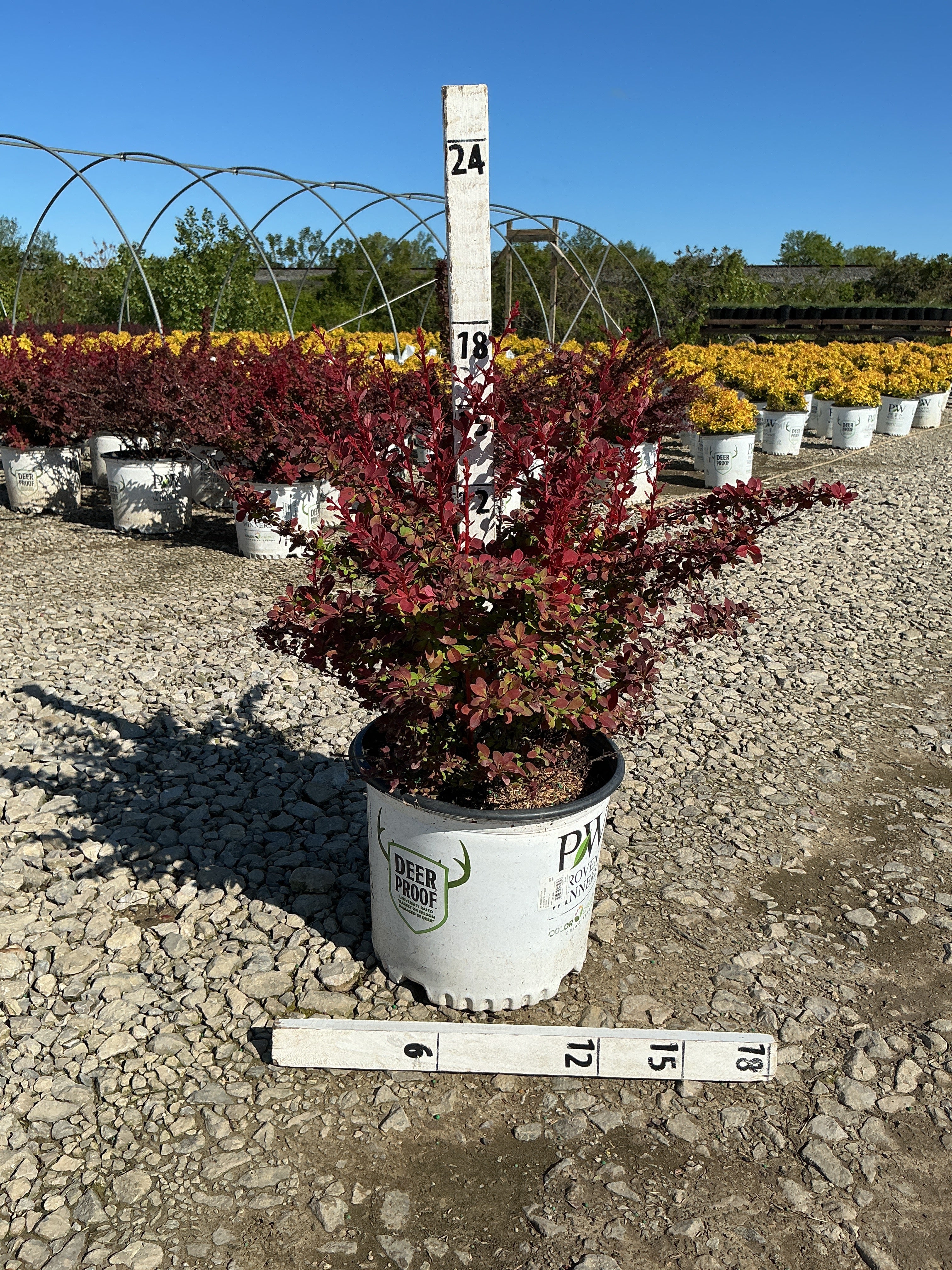 Berberis thunbergii 'Sunjoy Tangelo'