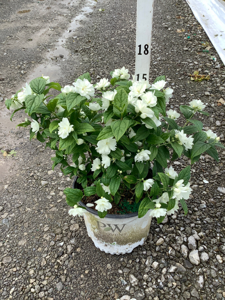 Philadelphus illuminati 'Arch' — G3 18