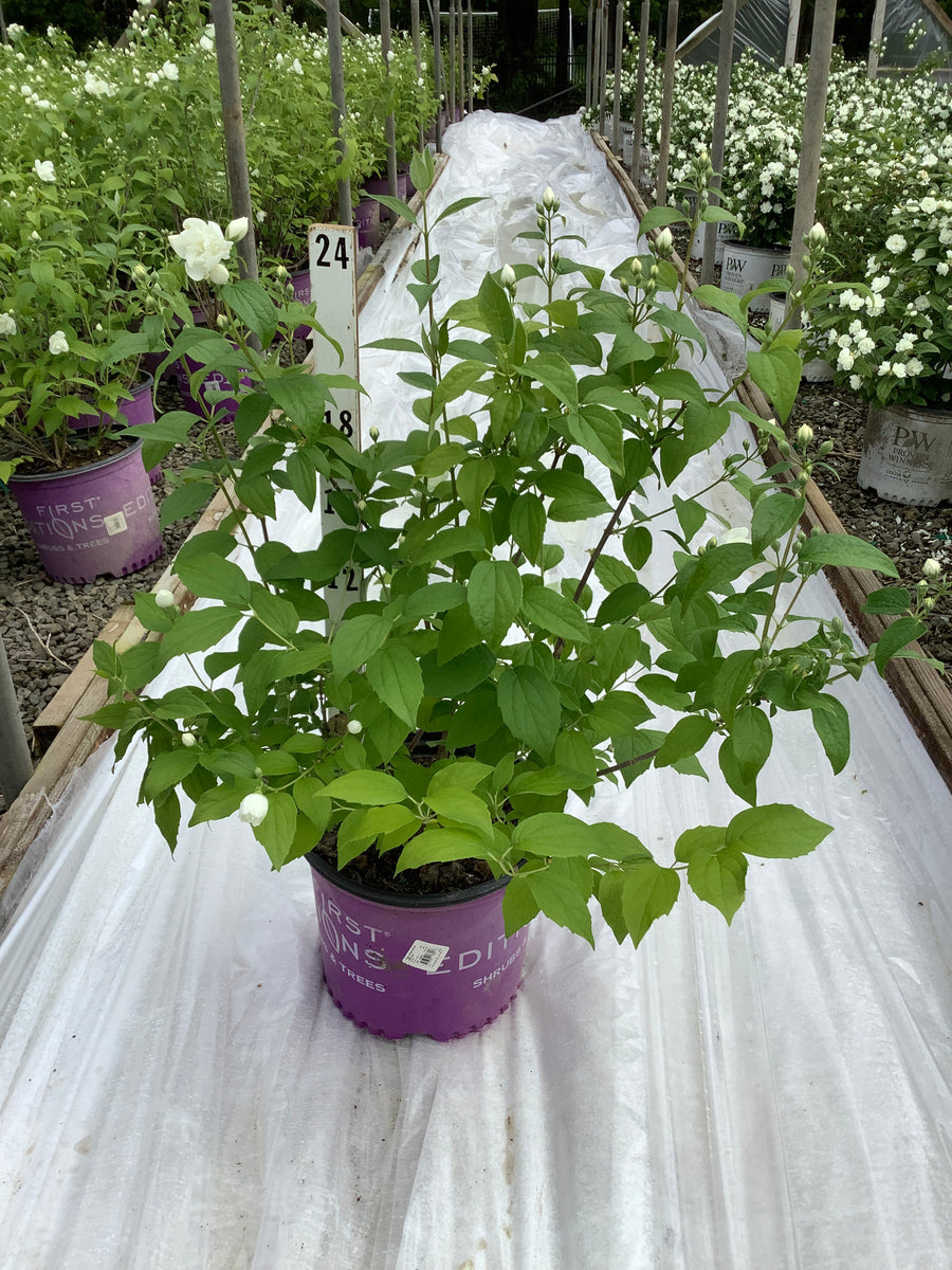 Philadelphus 'Snow Snowwhite Sensation' — G3 18