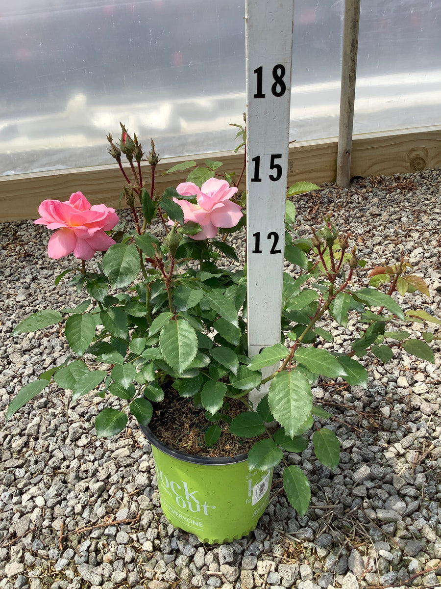 Rosa K.O 'Radyod' — G1