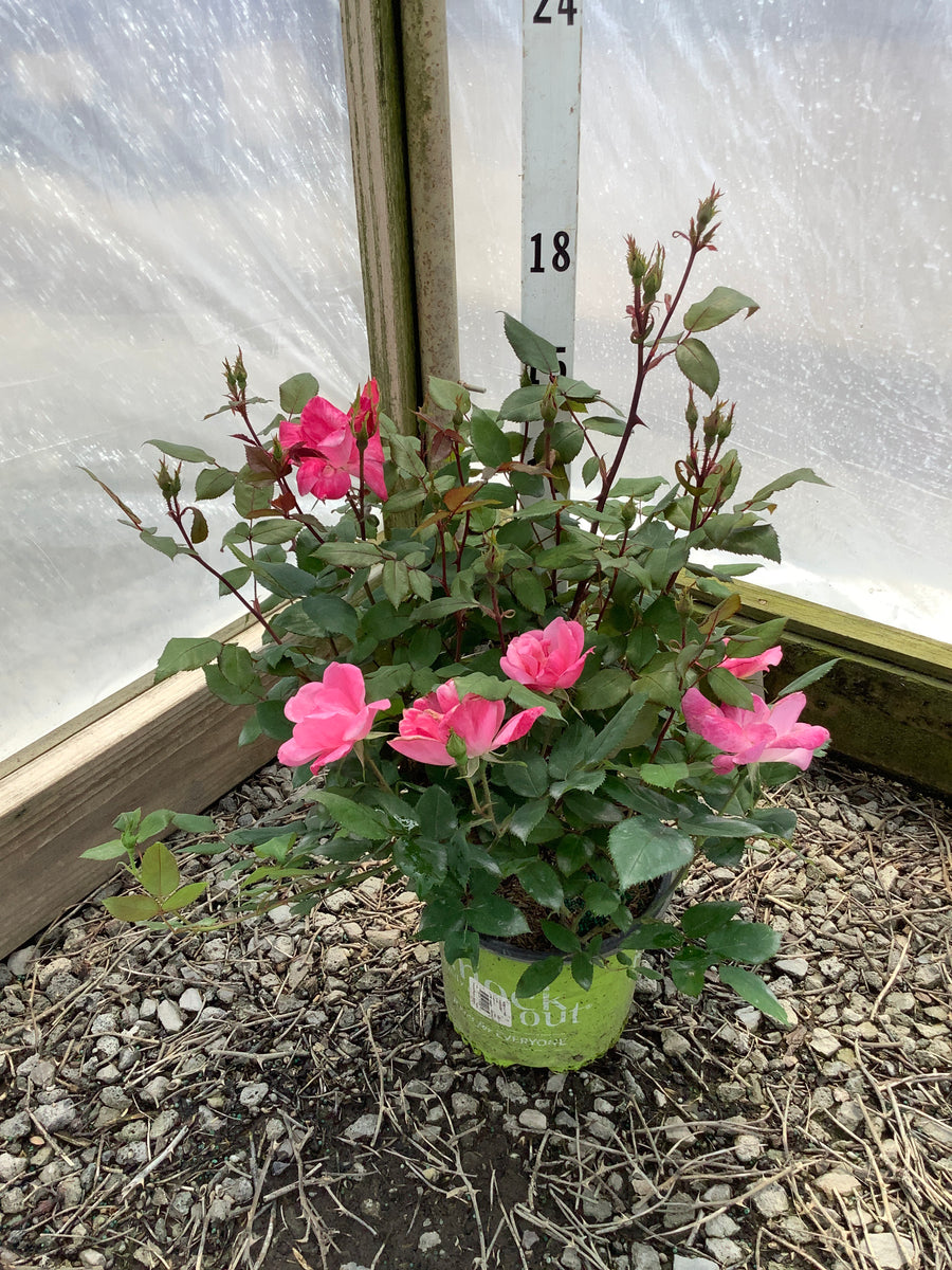 Rosa K.O 'Radcon' — 19CM