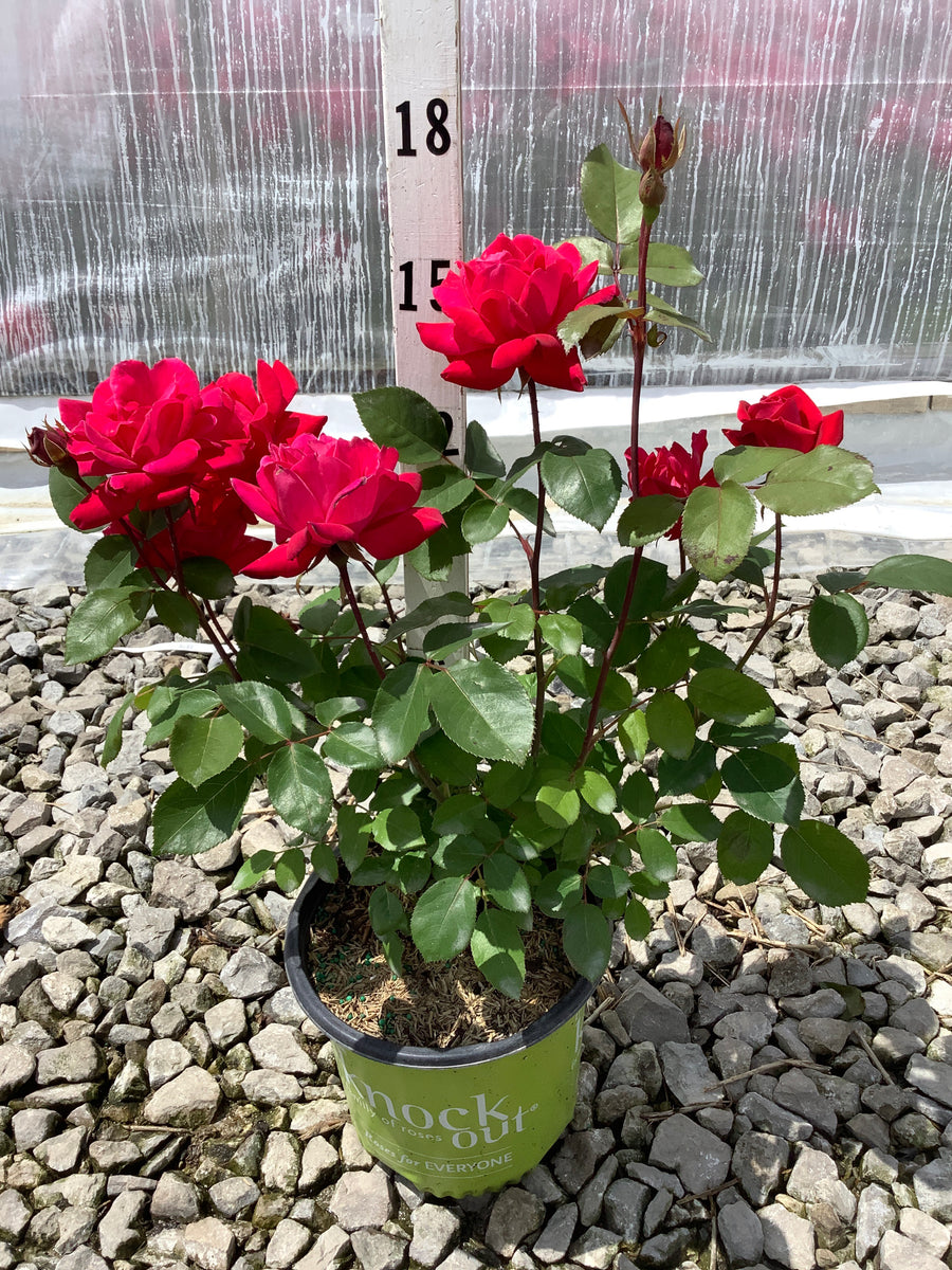 Rosa x Double Red Knock Out® — 19CM