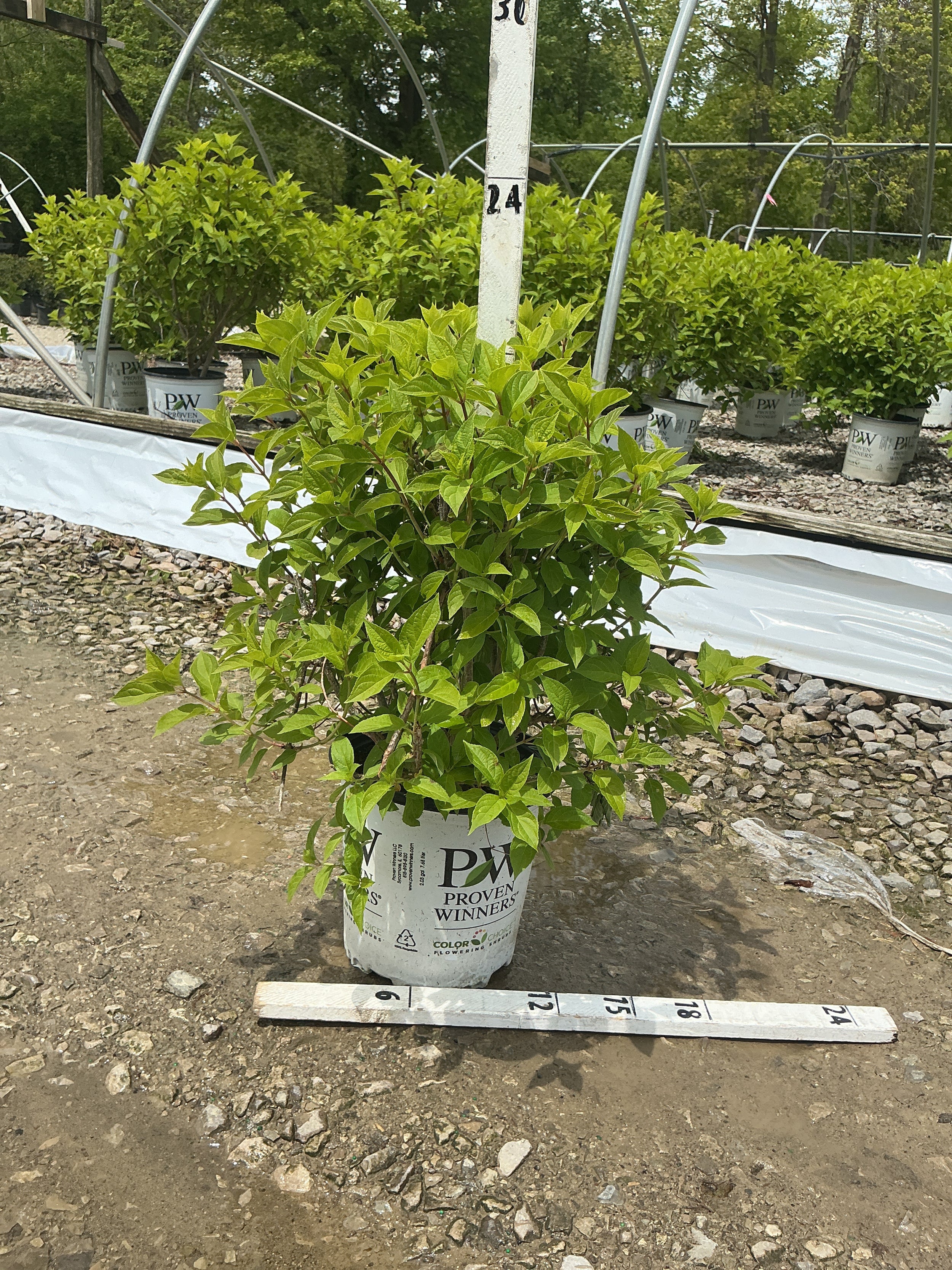 Hydrangea paniculata 'Jane'