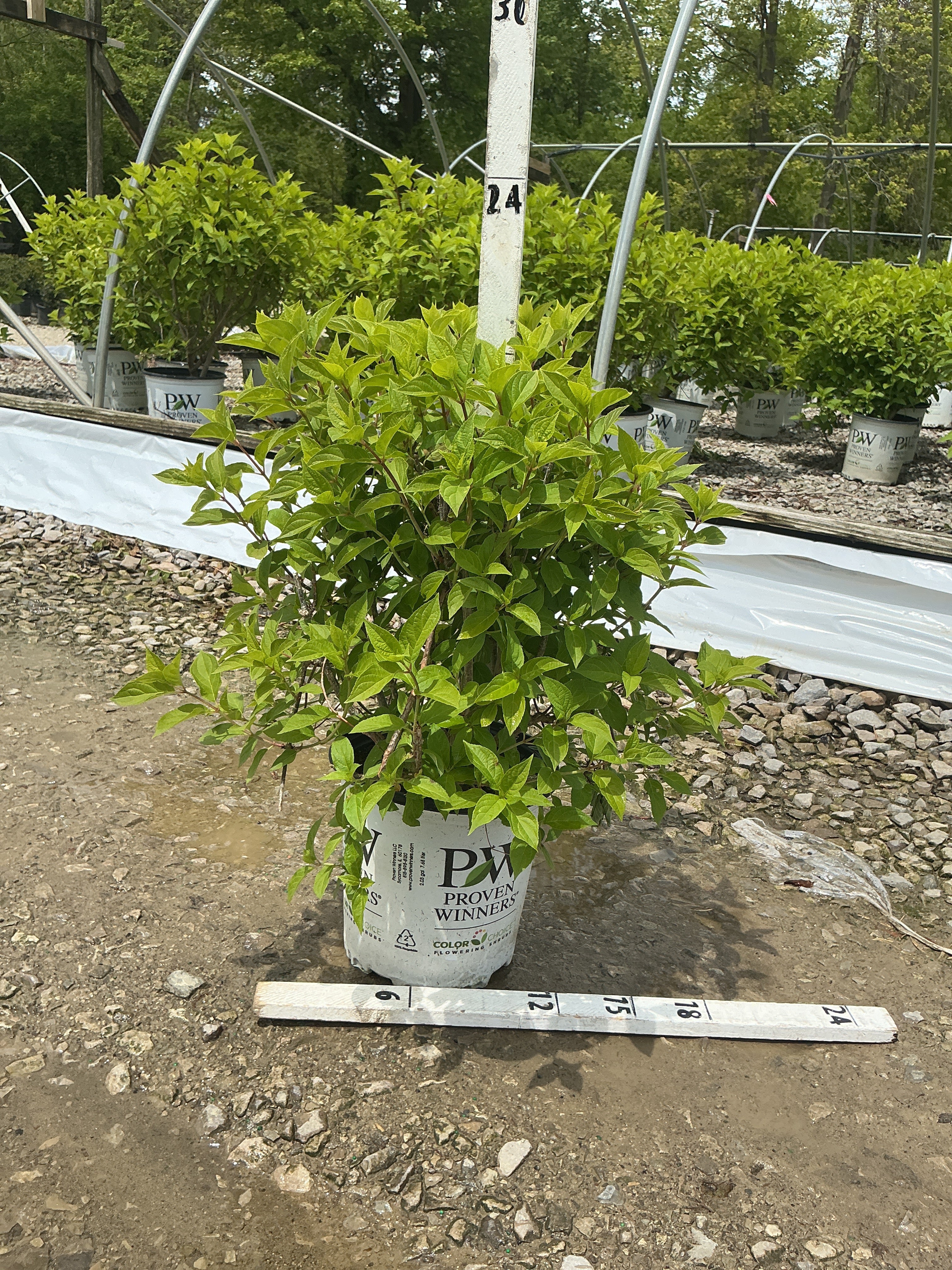 Hydrangea paniculata 'Jane'