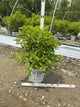 Hydrangea paniculata 'Jane'