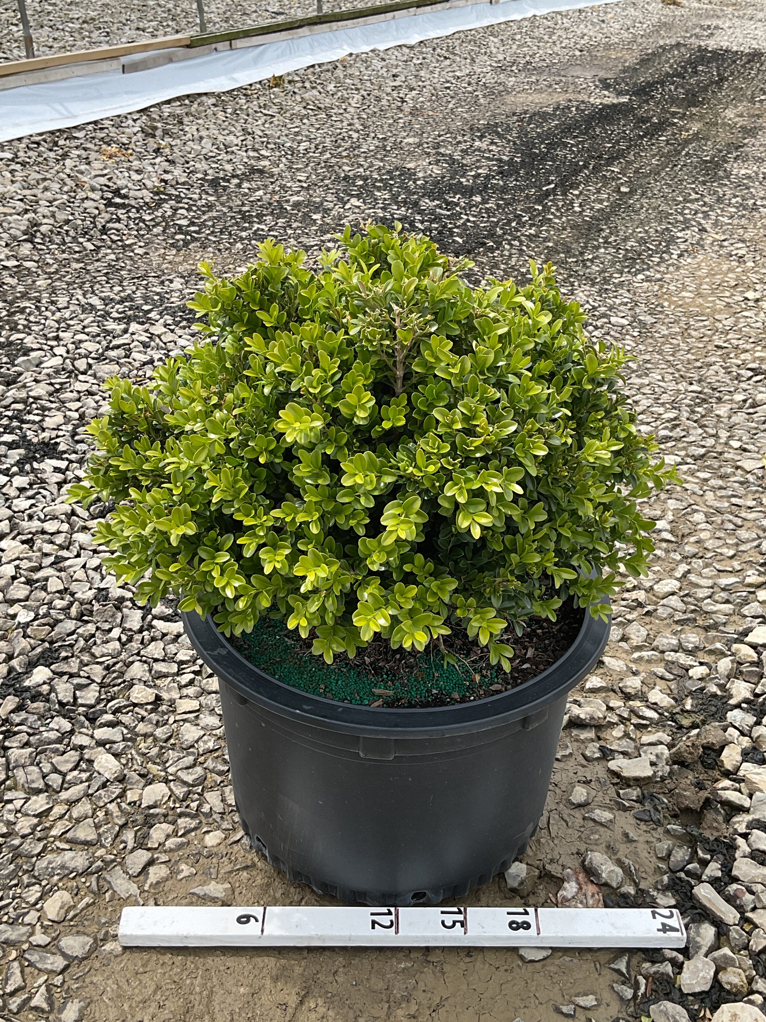 Buxus newgen 'Independence'