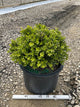Buxus newgen 'Independence'
