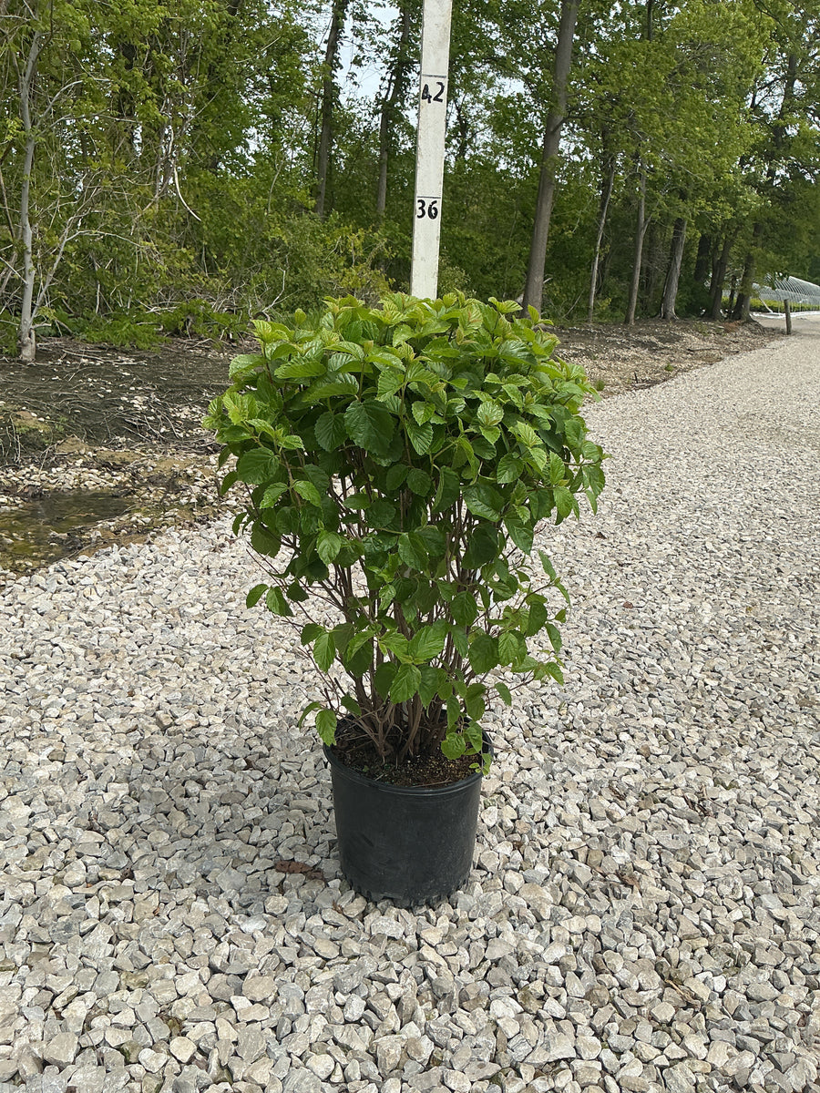 Viburnum dentatum 'Synnestvedt' — G3 24