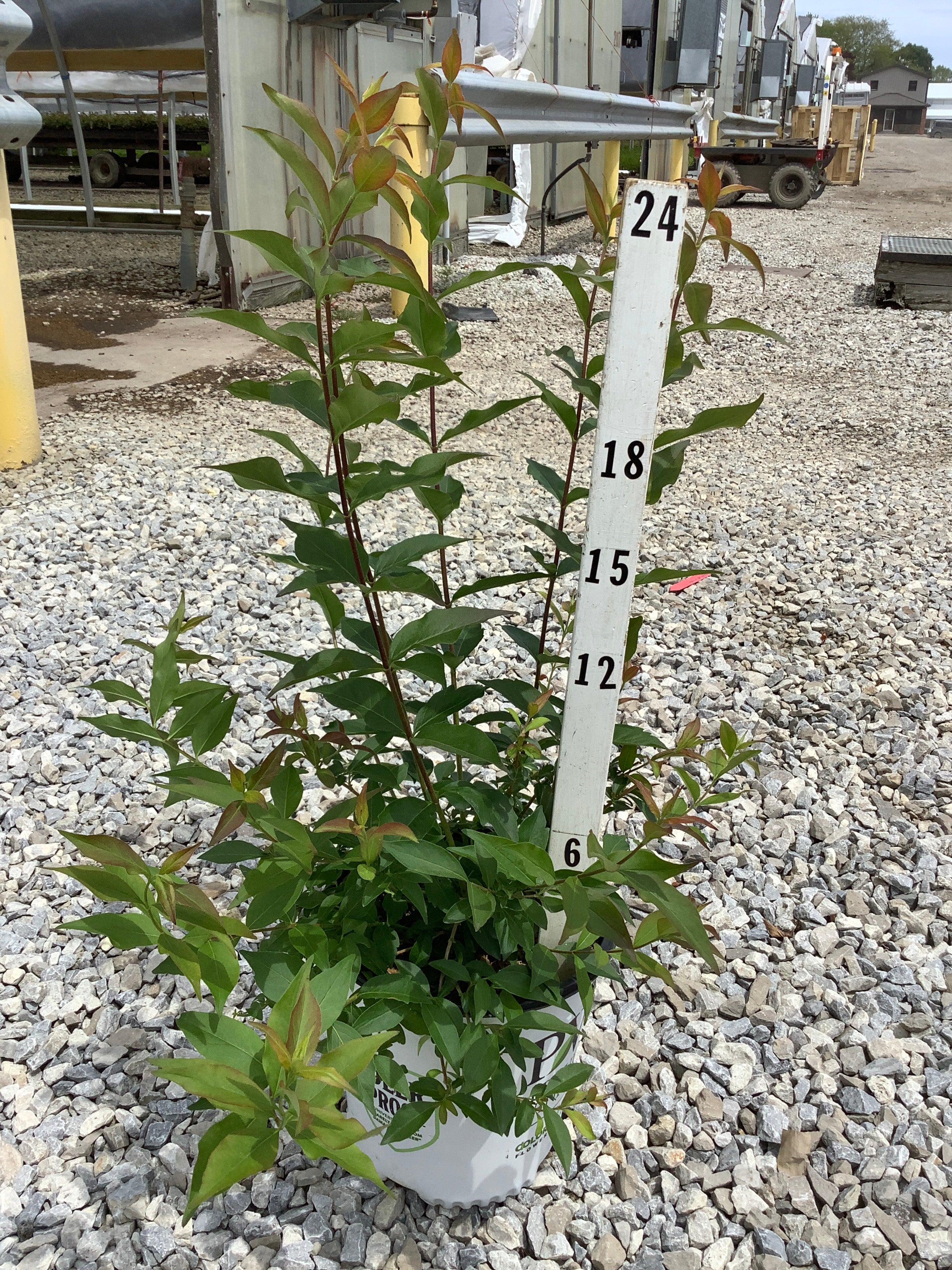 Abelia m. ‘Sweet Emotion Blaze’