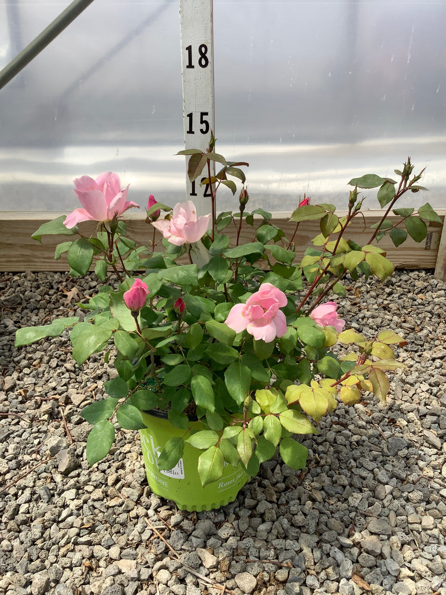 Rosa K.O 'Radyod' — 19CM