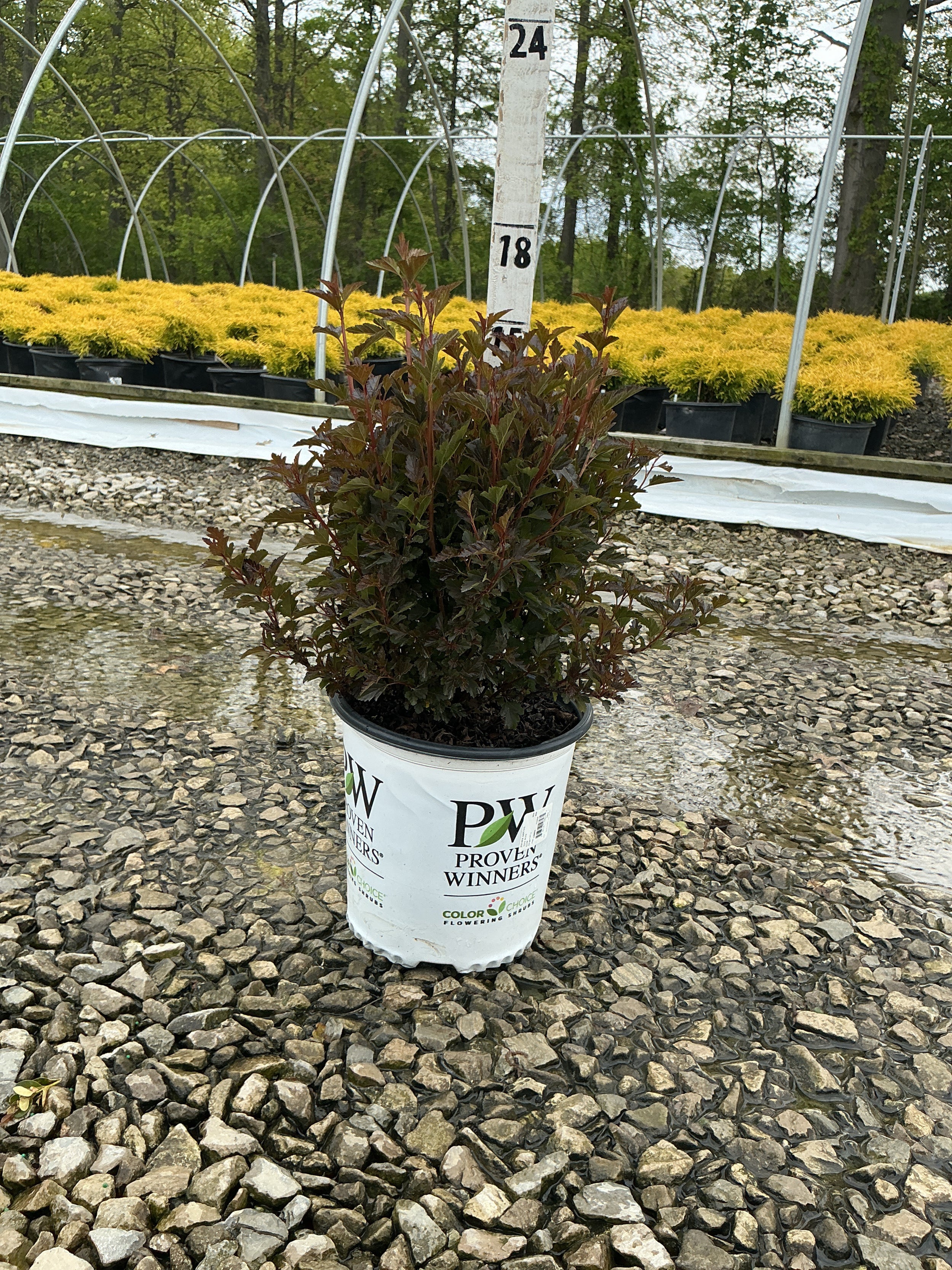Physocarpus opulifolius 'SMPOTW'